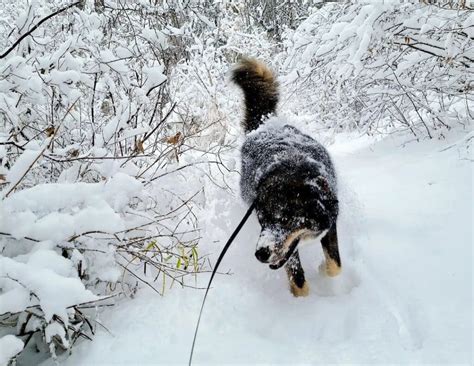Bernese Mountain Dog Husky Mix (Bernsky): Owner's Guide