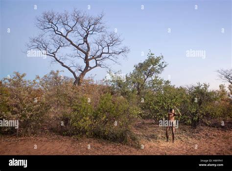 San Bushmen Hunting In The East Of Namibia Stock Photo Alamy