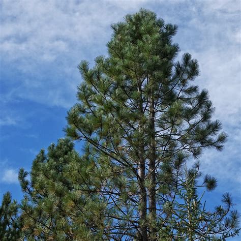 Pinus Ponderosa Ponderosa Pine Things Of The Pacific Northwest