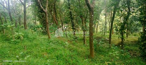 Land for sale at Kalpetta Wayanad