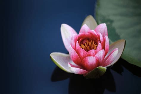 Lotus Flower Number Of Petals Meaning | Best Flower Site