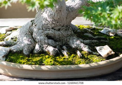 Root Japanese Bonsai Tree Omiya Bonsai Stock Photo