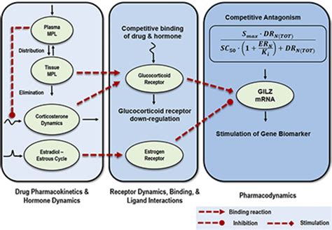 Corticosteroids Mechanism Of Action