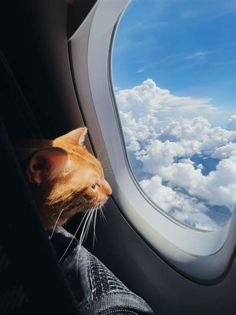 feline friendly trips  expert tips  traveling   cat