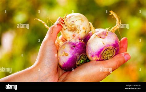 Organic Fresh Turnips In The Hands Stock Photo Alamy