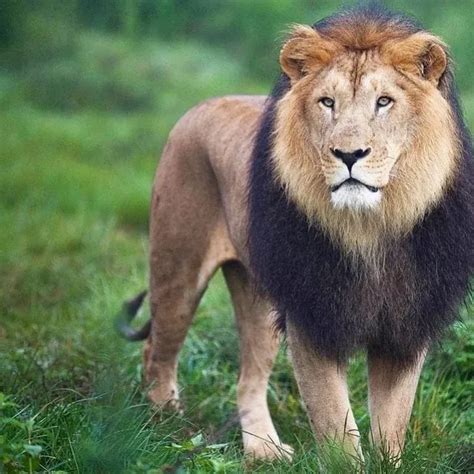 Ethiopias Iconic Black Lions Face Extinction Threat Ethio Negari