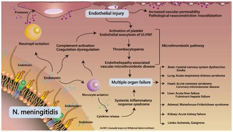 Neisseria Meningitidis Structure