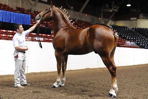 Horse Colors And Markings - Coloring Pages