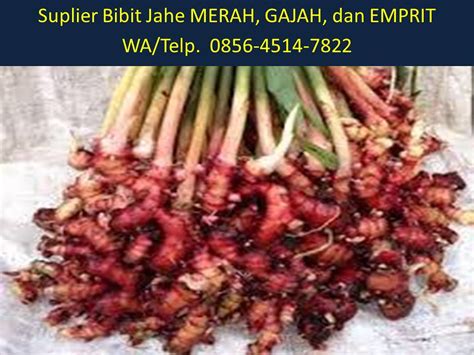 Jual Bibit Jahe Di Pati Telp Afif Jaya Far Flickr