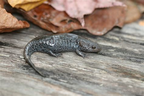 Mole Salamander (Ambystoma talpoideum) - Psychotic Nature