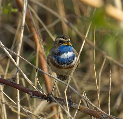 Как стать птицеглядом? | Пикабу