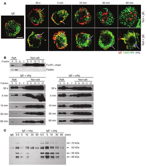 Igefcεri Complexes Are Retained Within Lipid Raft Enriched Domains Of