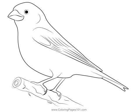 Purple Finch Hungry Coloring Page for Kids - Free Finches Printable