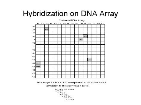 Graph Theory And Bioinformatics Jason Wengert Outline Introduction