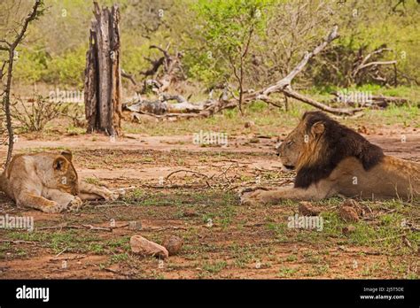 A Male And Female Lion Panthera Leo Resting In The Shade Of A Tree In