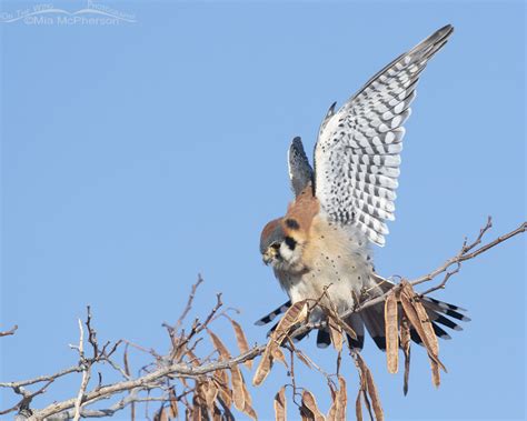 American Kestrel Images On The Wing Photography