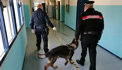 Sala Consilina Stretta Anti Spaccio Nelle Scuole Trovata Hashish