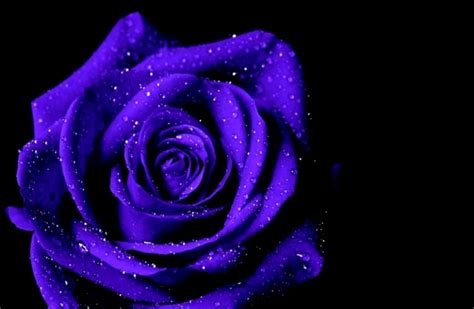 Purple Rose Wallpapers Top Free Purple Rose Backgrounds Wallpaperaccess