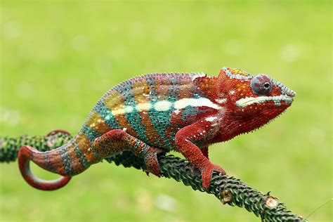 10 Facts About Chameleons 