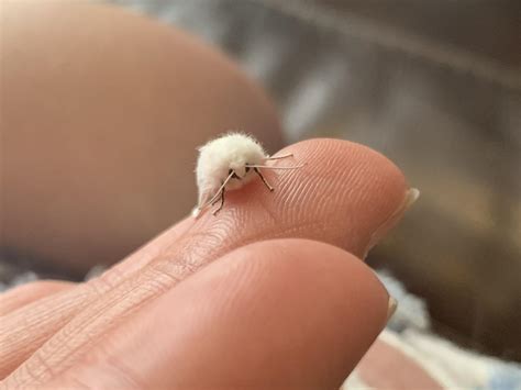 Fuzzy Little Moth Rtinyanimalsonfingers