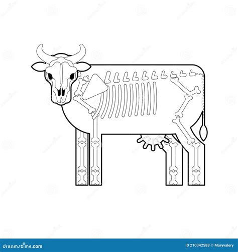 Cow Skeleton Isolated. Farm Animal Bones. Bull Anatomy Stock Vector ...