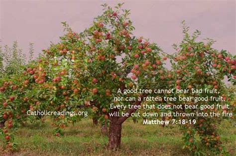 A Good Tree Cannot Bear Bad Fruit Matthew 7 18 19 Bible Verse Of