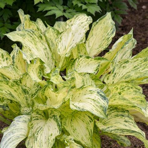 Emperor S New Clothes Hosta Sooner Plant Farm