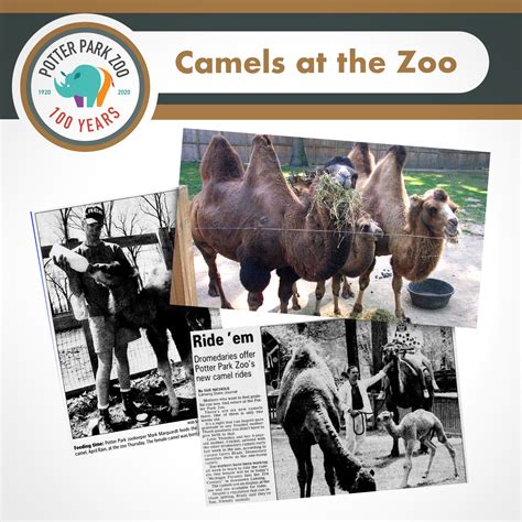 Throwback Thursday: Camels at the Zoo | Potter Park Zoo