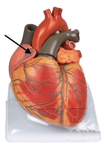 Cardiovascular System Heart Flashcards Quizlet