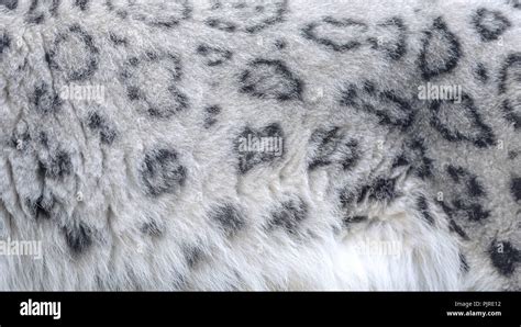 Snow Leopard Fur Texture