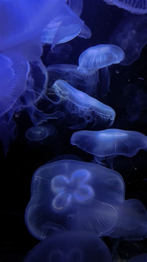 moon jellyfish | Criaturas marinhas, Wallpapers bonitos, Água viva