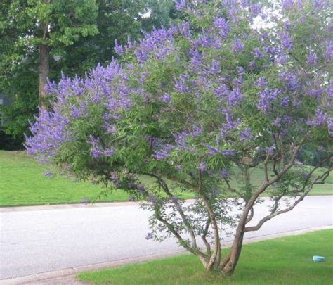 Small Trees For Backyard - Amazing Backyard Ideas