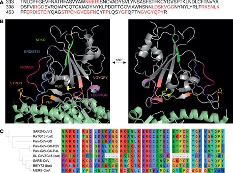 Frontiers Can The SARS CoV 2 Spike Protein Bind Integrins Independent