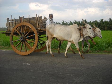 A Bullock Cart In A Village In Tamil Nadu India Christos Niarchos