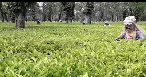 Increase In Production Cost And Declining In Tea Prices Puts Assam Tea Industry In Doldrum The