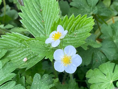 Th Owl Steckbrief Zu Fragaria Viridis Hügel Erdbeere