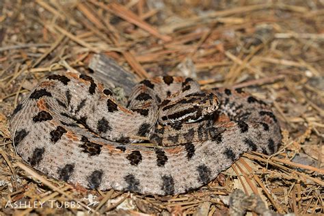 Pygmy Rattlesnake Sistrurus Miliarus East Tx Ashley Wahlberg