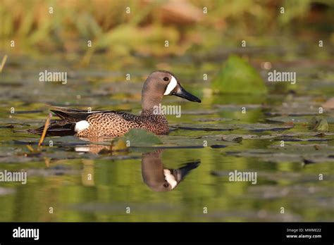 Female Blue Winged Teal Stock Photo Alamy