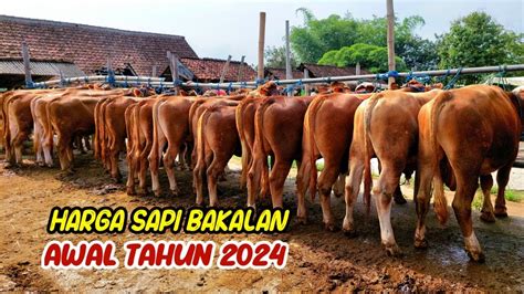 HARGA SAPI BAKALAN TERBARU 2024 PASAR PURWANTORO YouTube