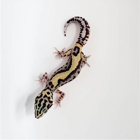 Bold Stripe Leopard Gecko Traits Morphpedia