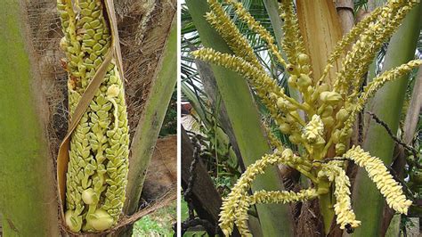 Palma Da Cocco Come Curare Cocos Nucifera In Casa Vendita Piante Online