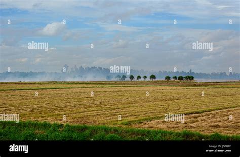 Landscape Of Countryside In Mekong Delta Vietnam The Rice Field After