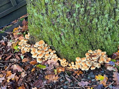 tree diseases  threaten  landscape    handle
