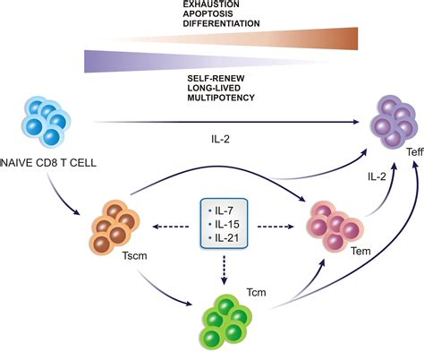 Frontiers Cytokines As An Important Player In The Context Of Car T