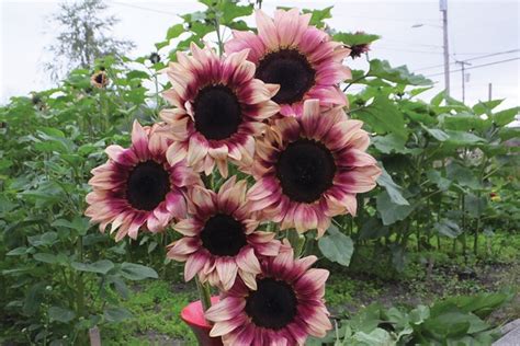 Procut Plum Sunflowers Products Vegetables Rupp Seeds