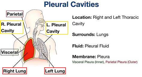 Body Cavities Labeled Organs Membranes Definitions Diagram And