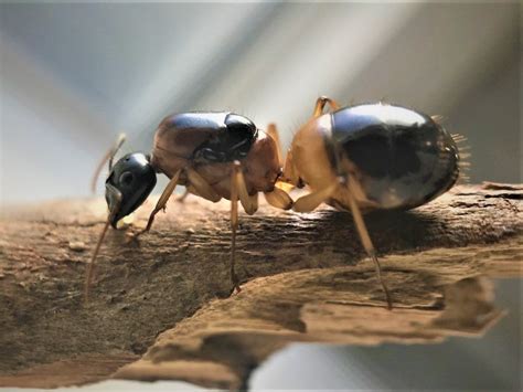 Banded Sugar Ant Queen- Camponotus Consobrinus – Queen Of Ants