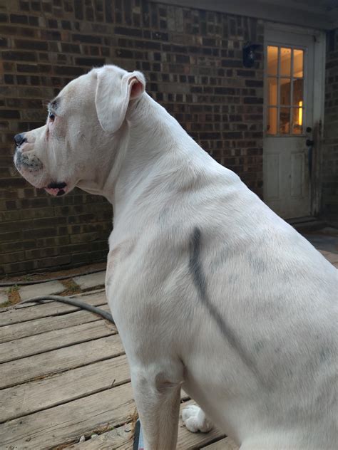 Why Do Groomers Shave Labrador Retriever