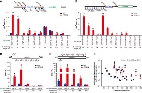 Trex Enables Efficient Genome Disruption Mediated By Paired Crispr