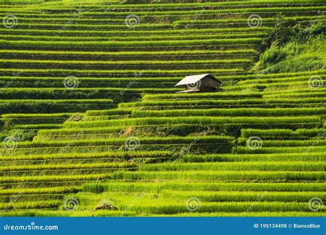 Terraced Rice Field In Mu Cang Chai Vietnam Stock Photo Image Of